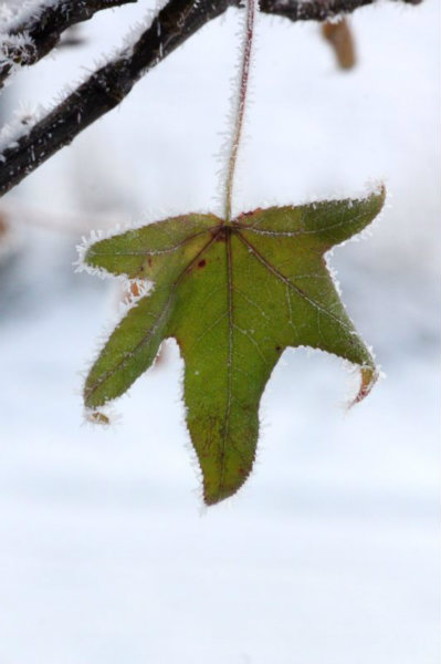 2010-11-28 (94)