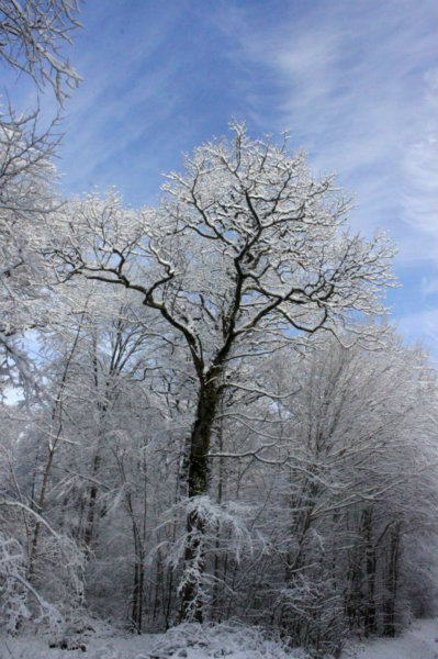 2010-11-28 (130)